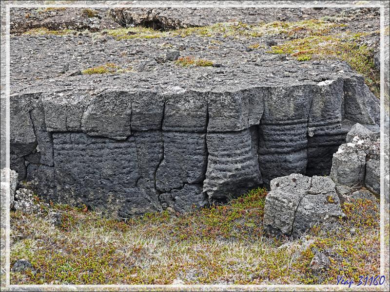 07/06/2023 : nous nous dirigeons vers le Blue Lagoon tout en faisant de la géologie, de la botanique ou de l'ornithologie lorsque l'occasion se présente - Péninsule de Reykjanes - Islande