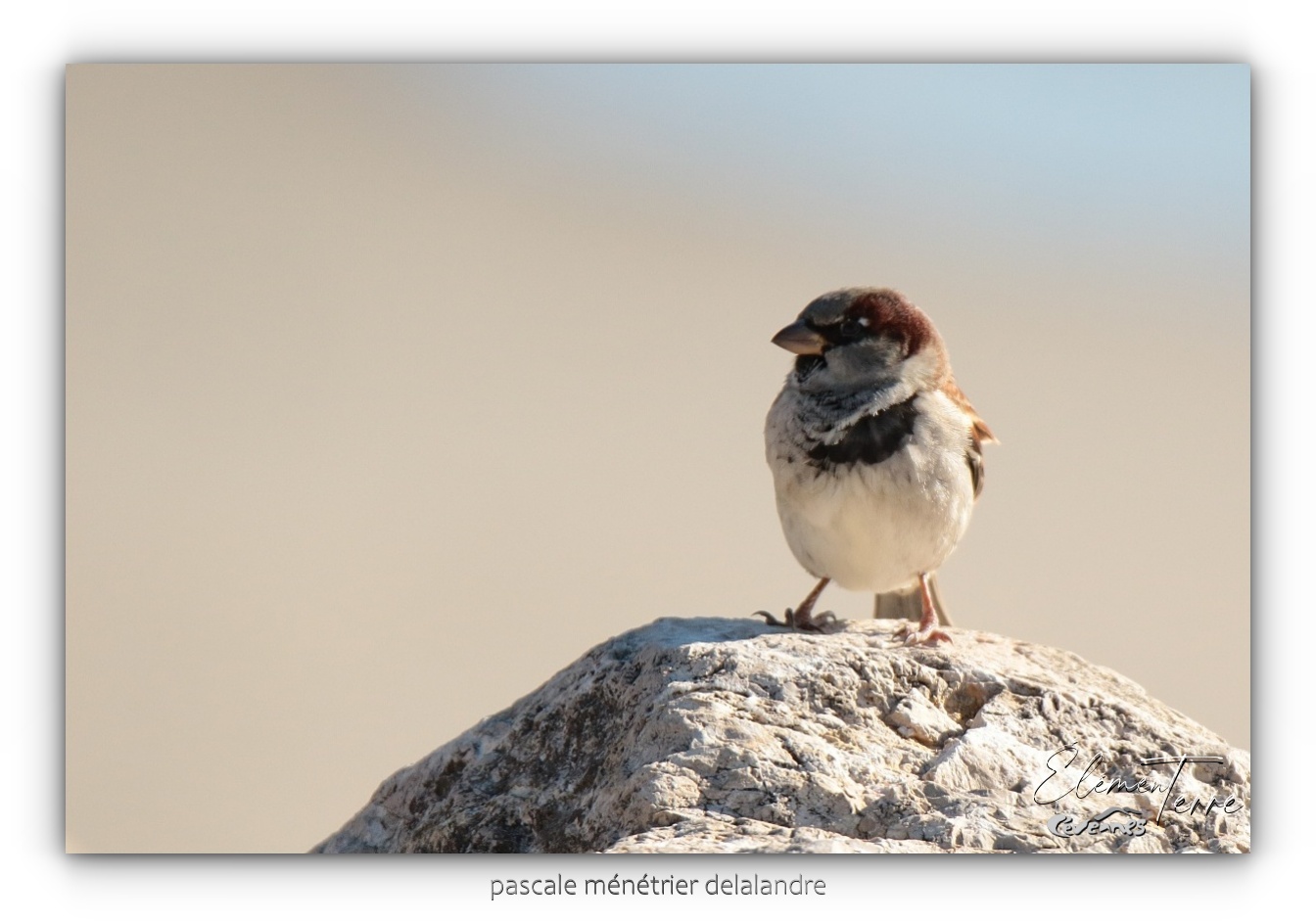 Moineaux domestiques