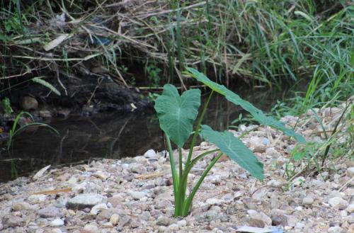 Fruits de Thaïlande