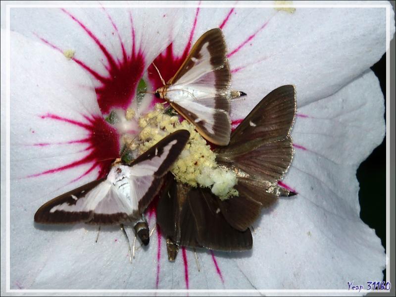 Une invasion par le papillon Pyrale du buis (Cydalima perspectalis) suite ... - Lartigau - Milhas - 31