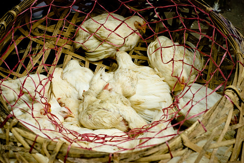 La fin est proche pour ces poulets par Damien [Phototrend.fr]