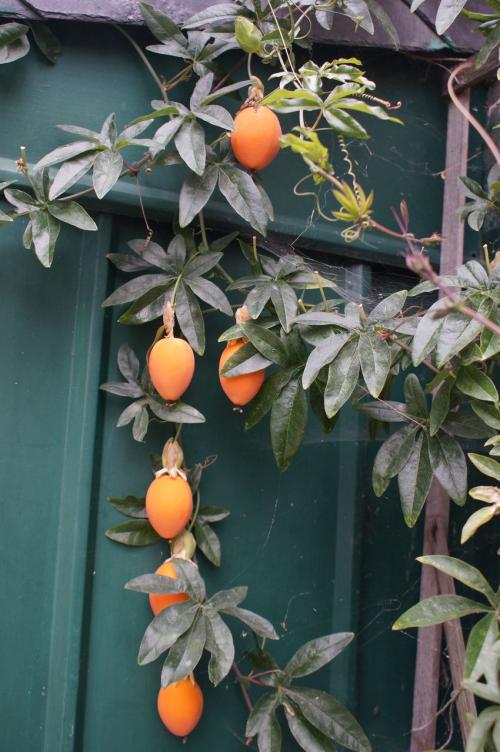 Un petit tour au jardin