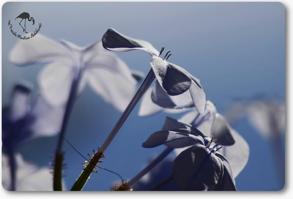 Bleu tendre en Novembre...