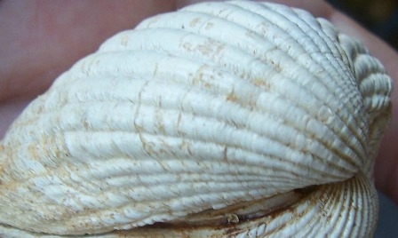 Fossile Venericardia 100_3777