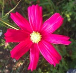 Cosmos rouge