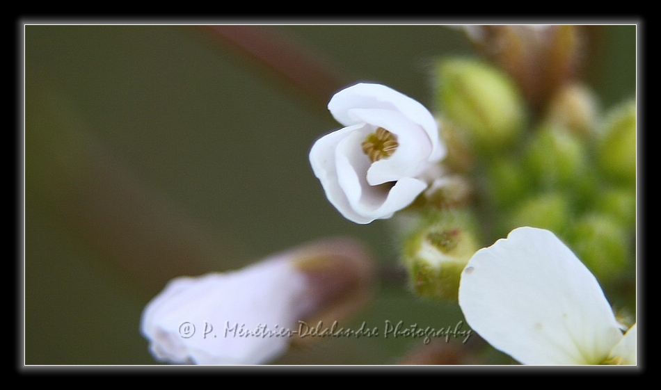 Fleurs d'automne...
