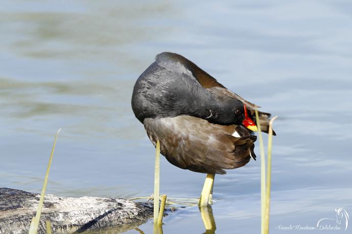 Gallinule poule-d'eau
