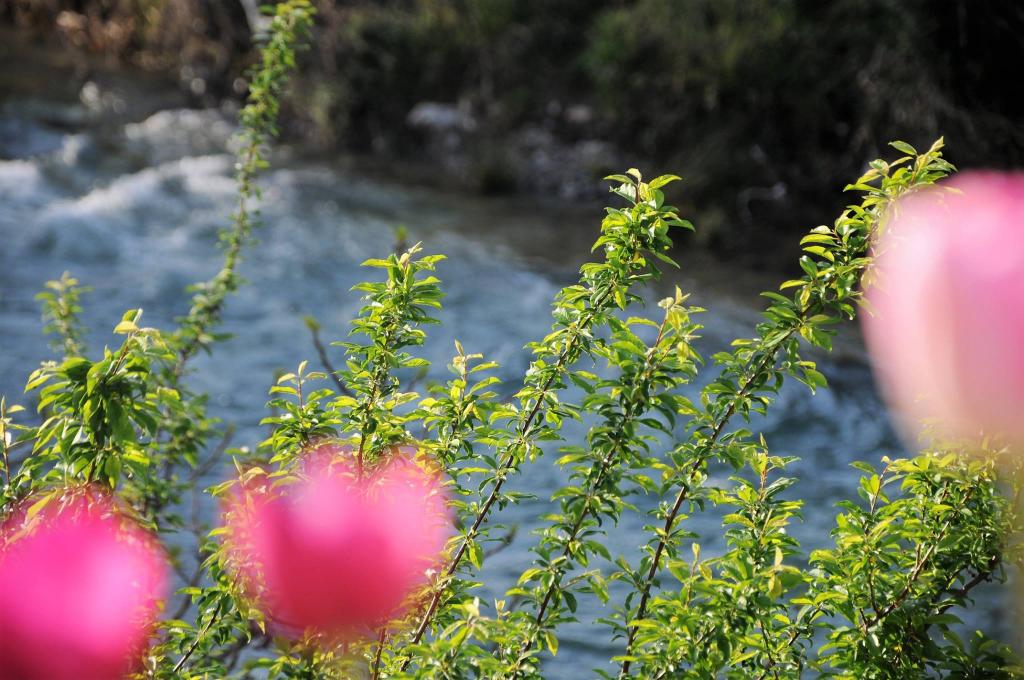 Fleurs en bordure de la cascade de Trans!