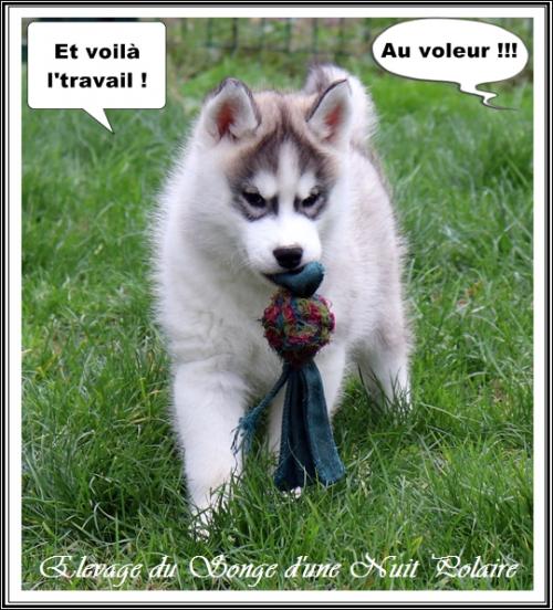Portée de Nouchka (19 novembre 2021)