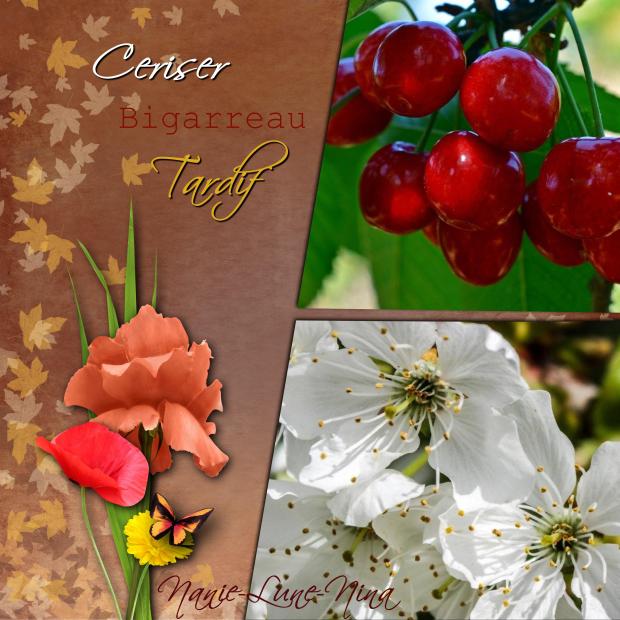 Cerisier Bigarreau Tardif