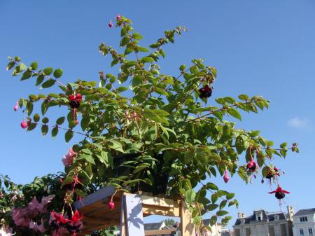 Pornic_expo_plantes_anciennes__22_