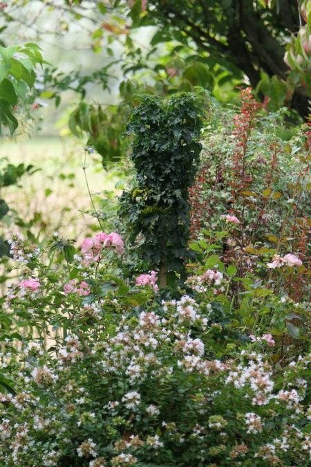 Acer platanoides Marit