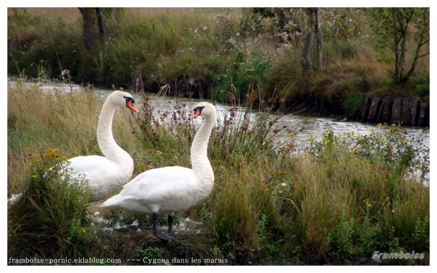 Cygnes dans le marais breton
