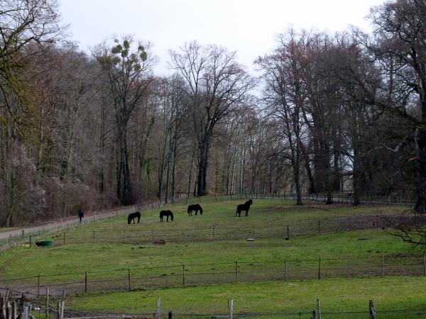 Randonnée au Parc de Saint-Cloud