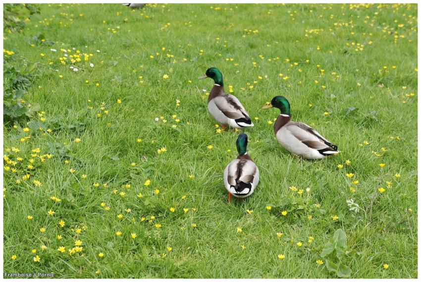 Pornic, les canards colvert en plumage nuptial