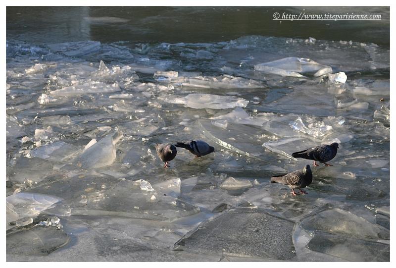 Le Bassin de la Villette sous la glace : hiver 2012