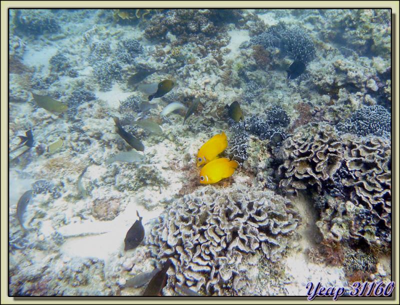 Poissons-anges aux beaux yeux - Huahine - Polynésie française