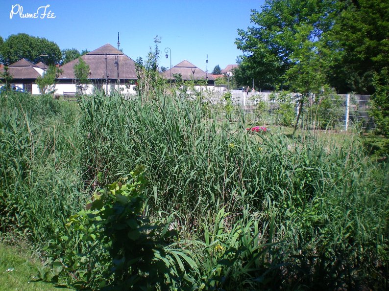 Image010.jpg