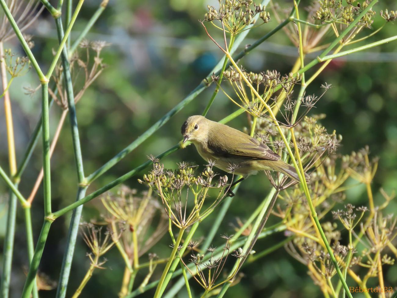 un oiseau dans le jardin 