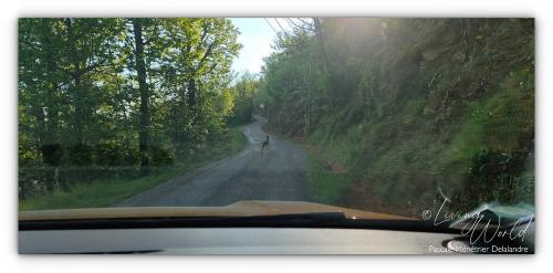 Chevrette à la sortie du Hameau, très souvent présente à cet endroit.