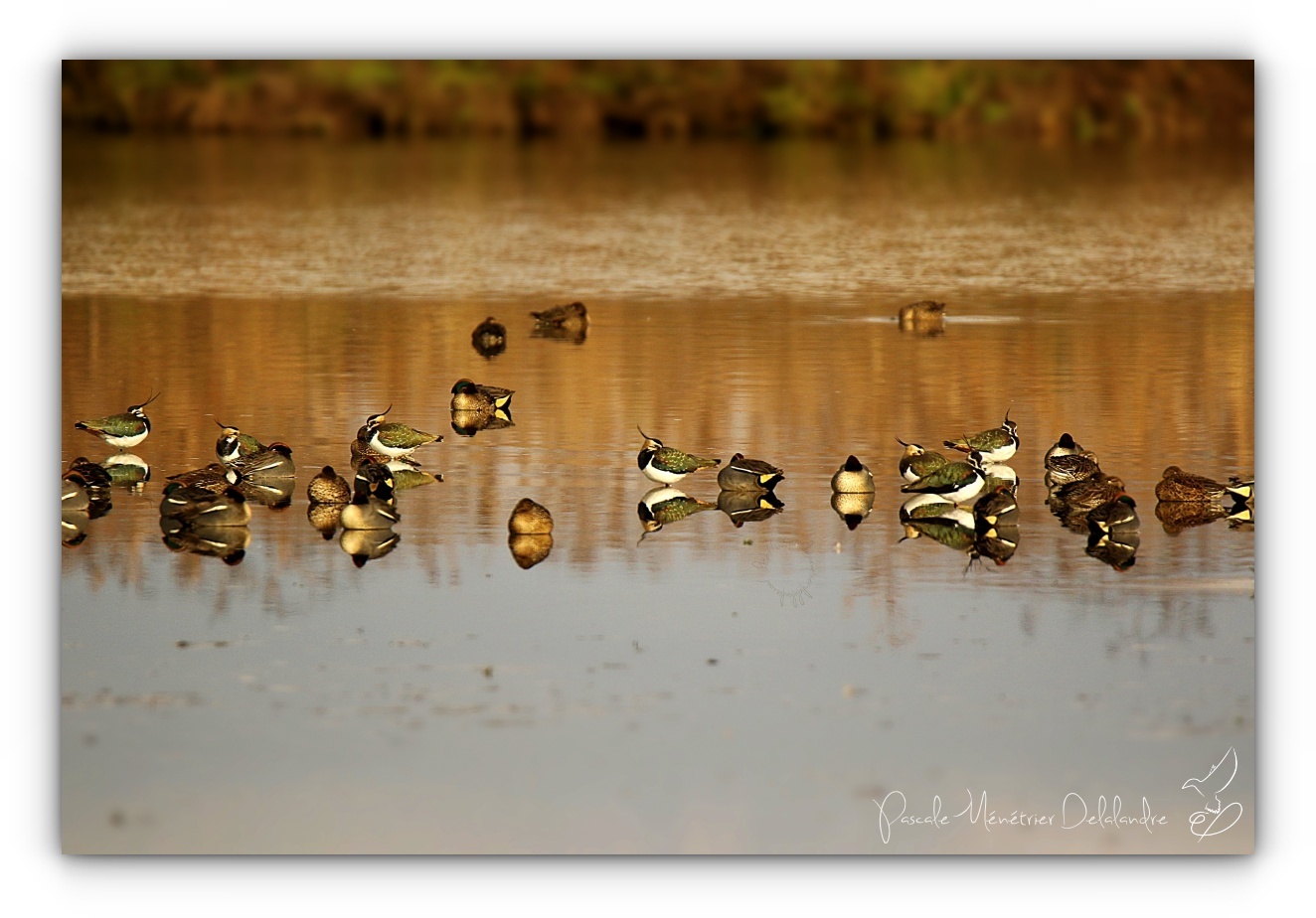 Cohabitation sur le lac...