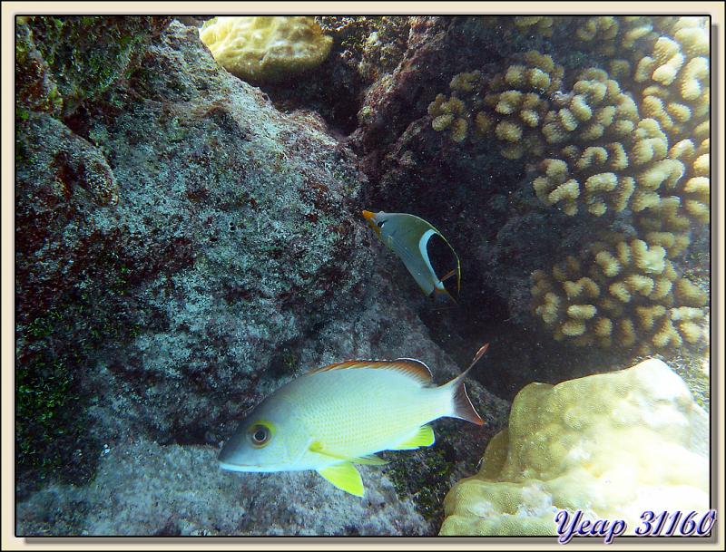Nouvelle série d'images sous-marines - Atoll de Fakarava - Tuamotu - Polynésie française