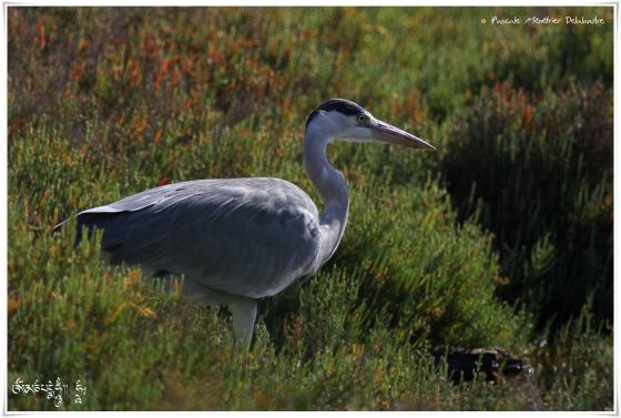 Héron cendré - Ardea cinerea - Grey Heron