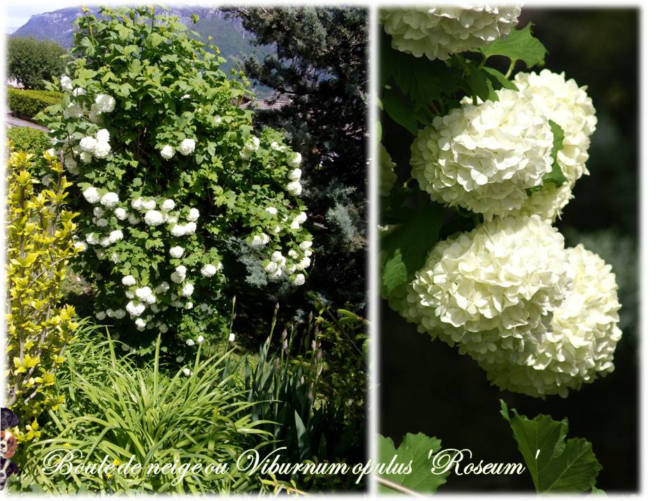 Les premières fleurs de mai 