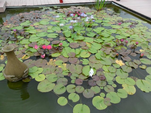 Le Jardin des Martels début Août 2016 à Giroussens (81)