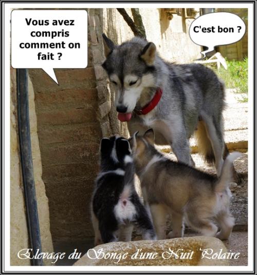 Portée d'Houka (12 août 2015)