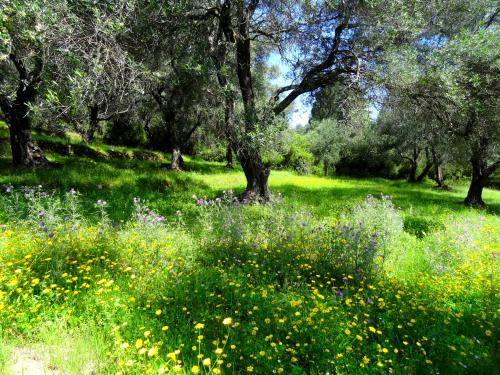 Le jardin de la Reine d'Ithaque