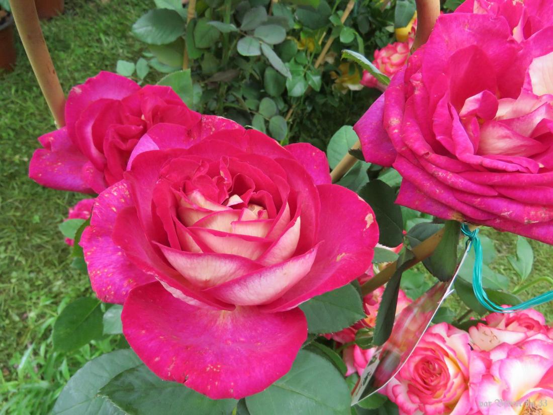 des fleurs à Arnaga (64)