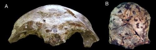 8 - L'expansion des Homo sapiens