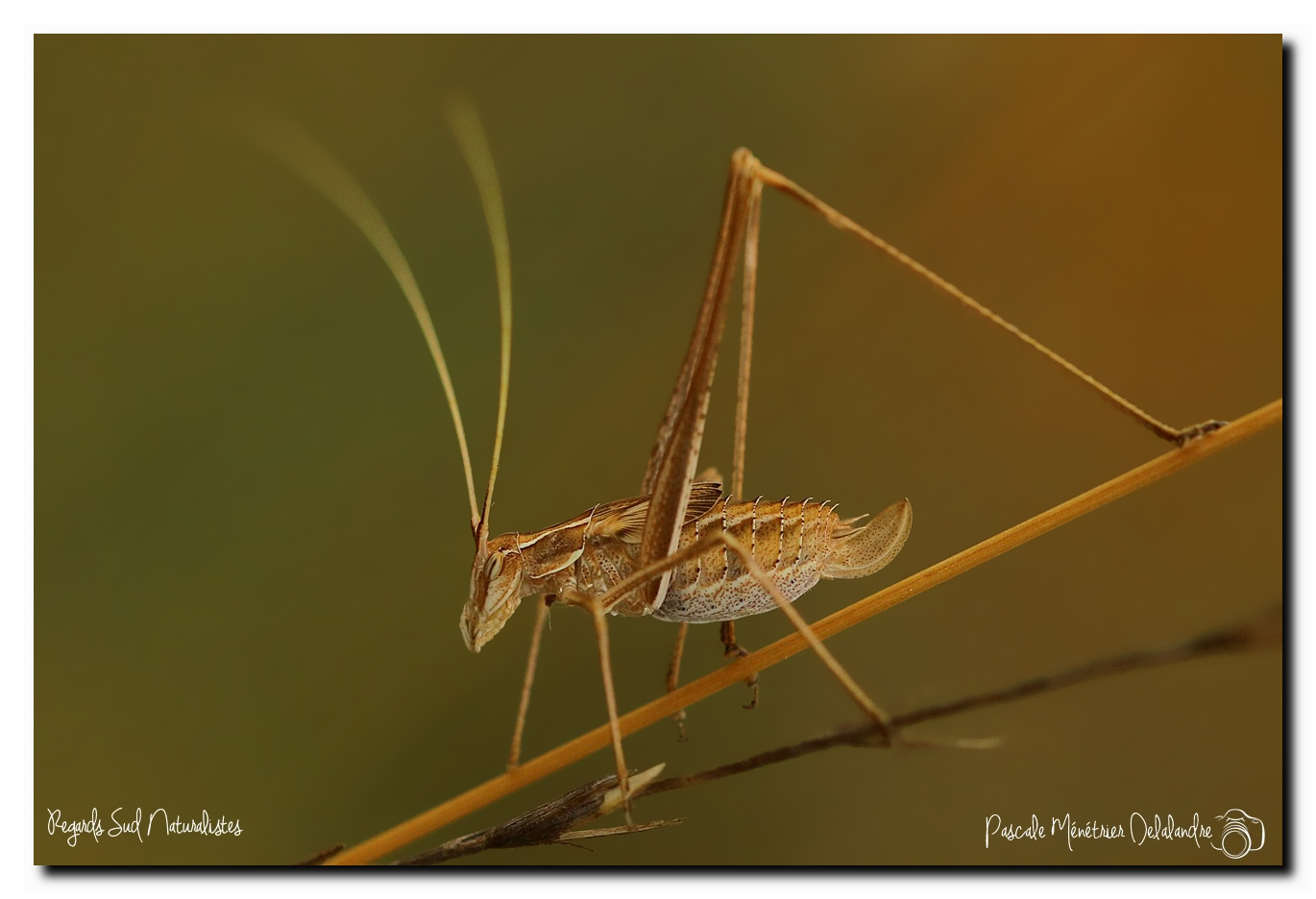 Tylopsis lilifolia ♀ juvénile ou le phanéroptère feuille de lys