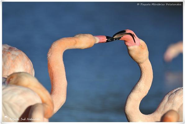 Baisers de Flamants roses