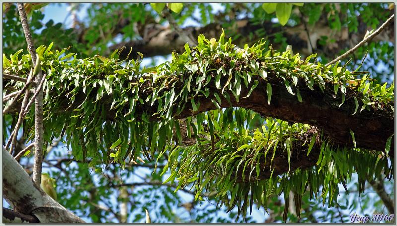11/12/2021 : une belle journée commence avec le soleil. Départ en balade en passant par la route qui traverse la Vallée de Mai - Praslin - Seychelles 