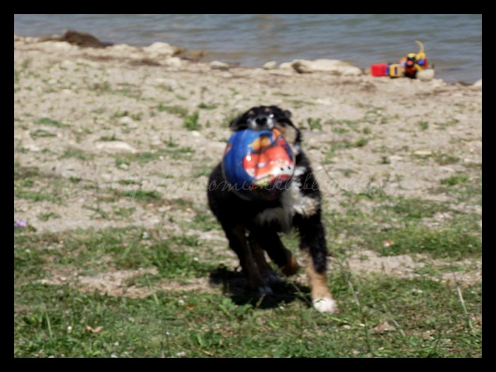 Tranches de vie d'un Australian Shepherd