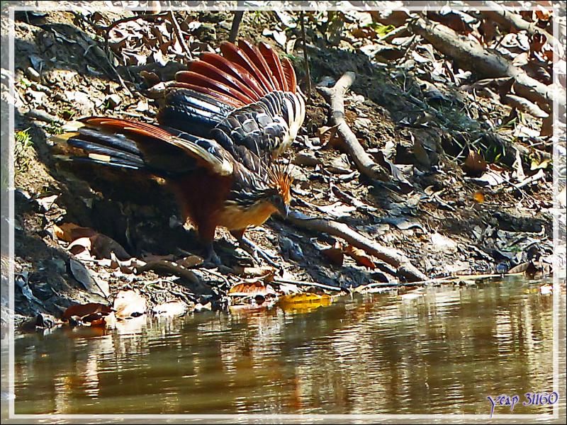 Petite soif pour le Hoatzin huppé (Opisthocomus hoazin) - Inkaterra Hacienda Concepcion - Puerto Maldonado - Pérou