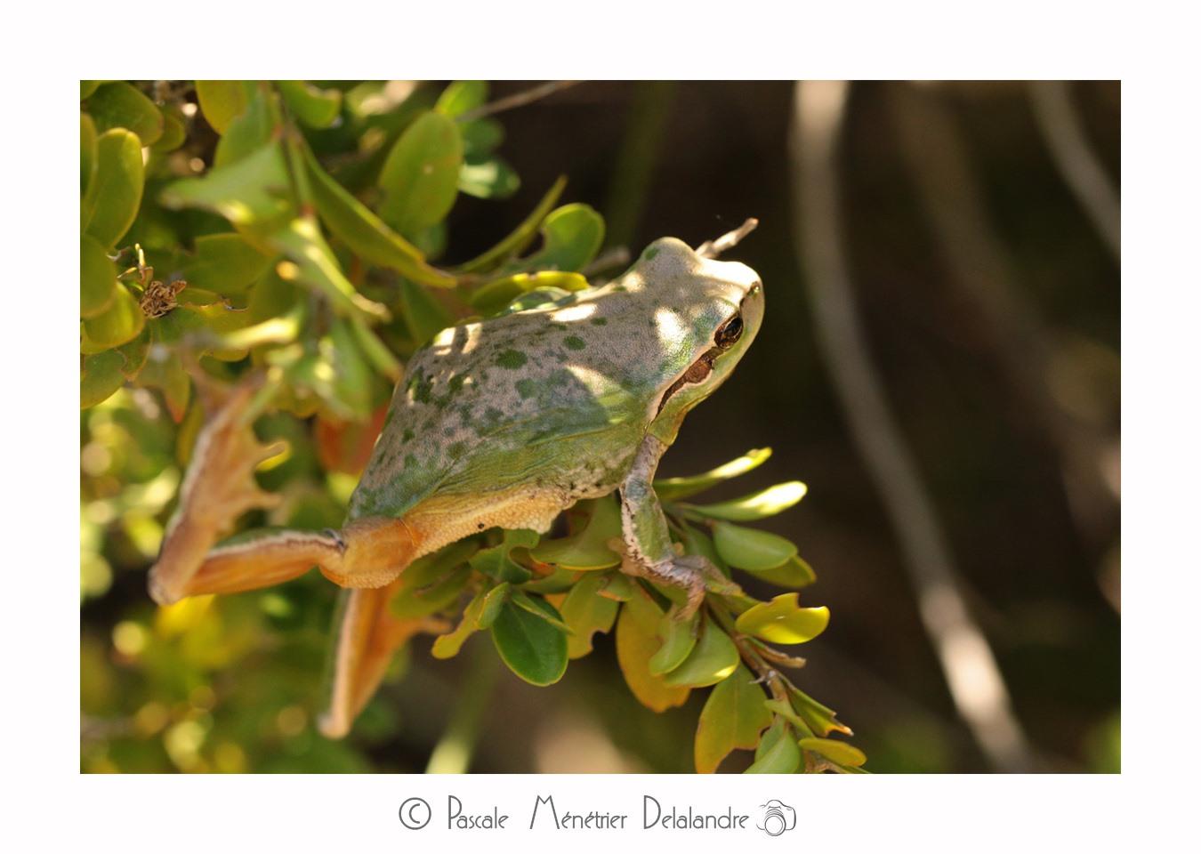Rainette Méridionale - Hyla meridionalis