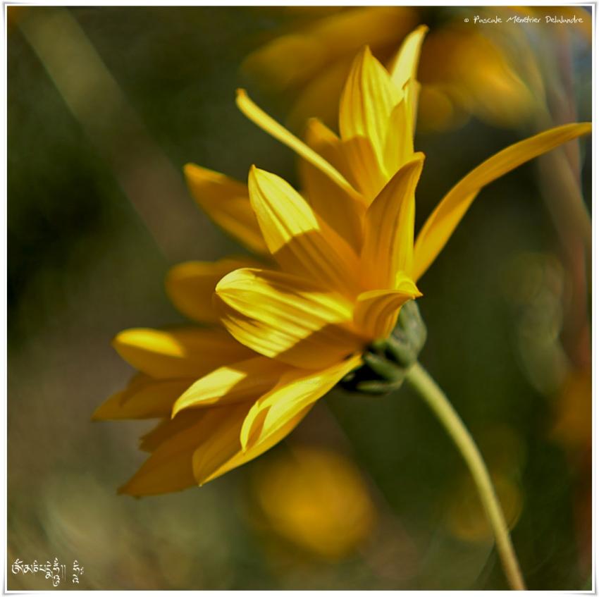Anthemis