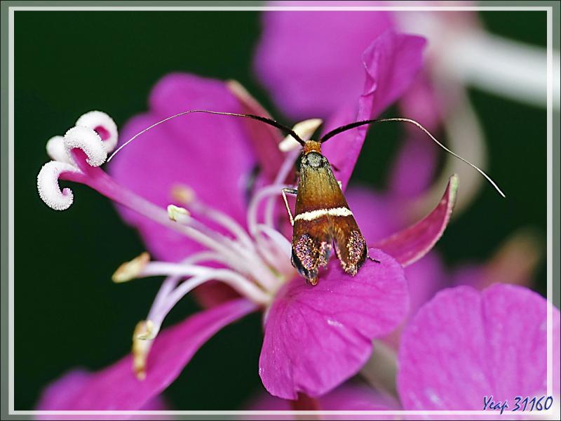 Micro-papillon Adèle femelle (Adela australis) environ 7 mm de long (les sépales des fleurs d'épilobes font 11 mm) - Lartigau - Milhas - 31