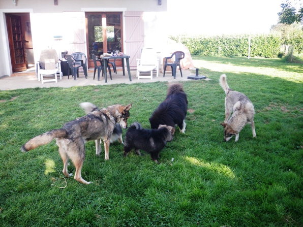 Visites chien