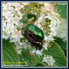 Chrysomèle de la menthe-Chrysolina herbacea