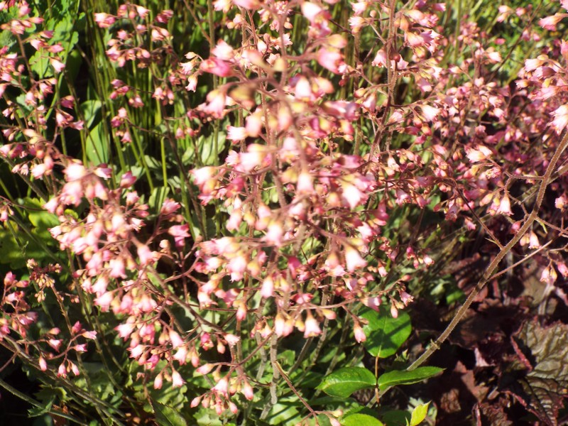 "Juin en fleurs" ...