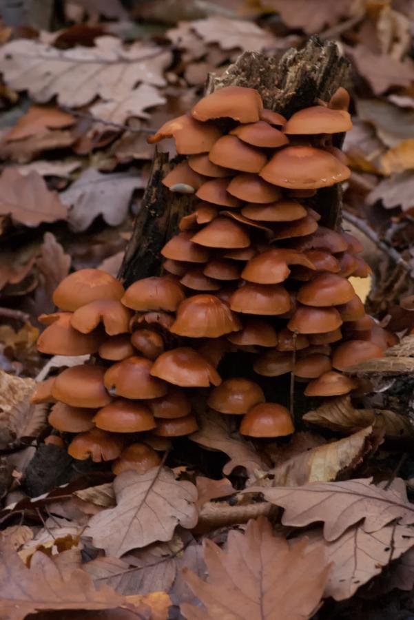 Les lutins d'automne