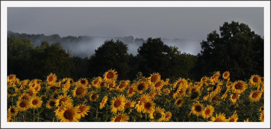Tournesols et levé de soleil sur lit de brume