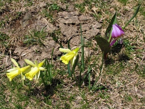 Les fleurs communiquent