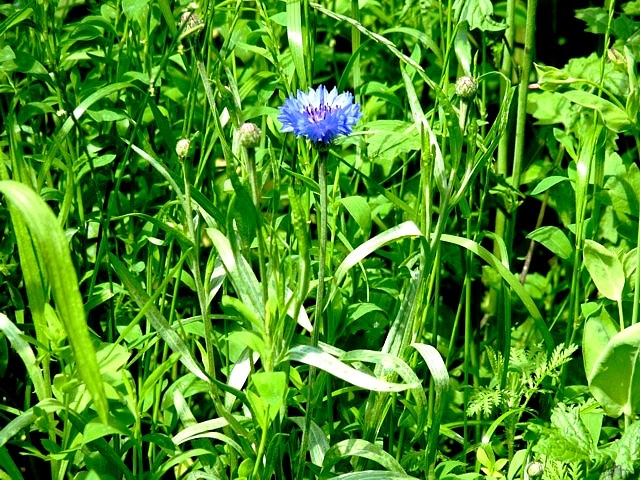 Le long de la Moselle 13 Marc de Metz 2012