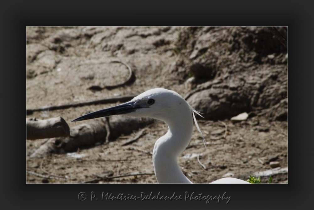 Aigrette garzette...