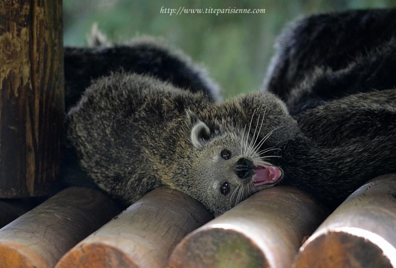Ménagerie du Jardin des Plantes : Le Binturong